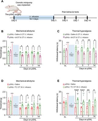 Three-Day Continuous Oxytocin Infusion Attenuates Thermal and Mechanical Nociception by Rescuing Neuronal Chloride Homeostasis via Upregulation KCC2 Expression and Function